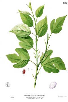 white mulberry morus alba
