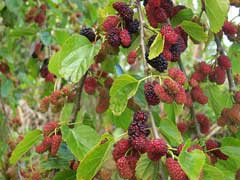 white mulberry morus alba