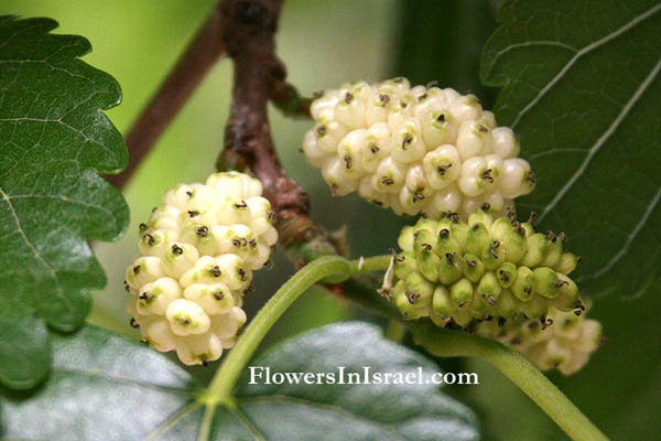 white mulberry morus alba
