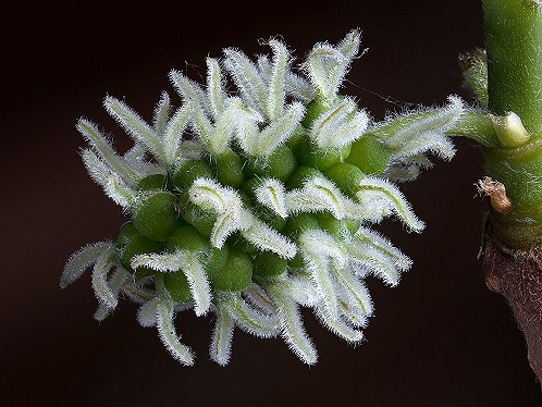 white mulberry morus alba