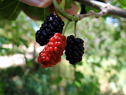 white mulberry morus alba