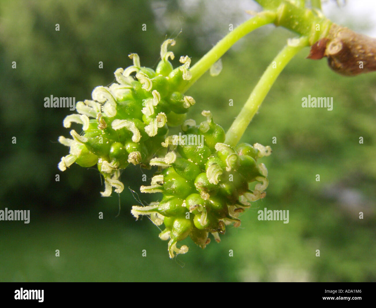 white mulberry morus alba
