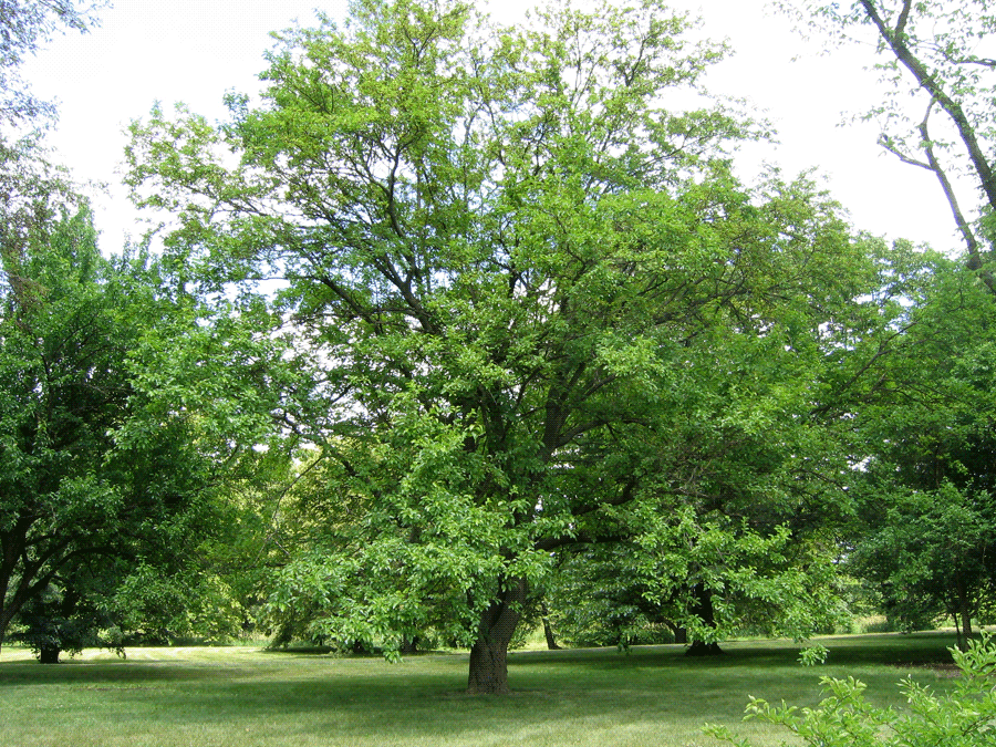 white mulberry morus alba