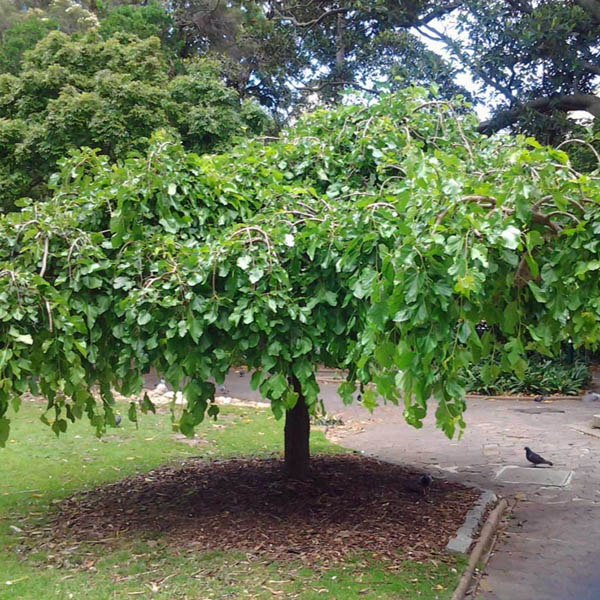white mulberry morus alba