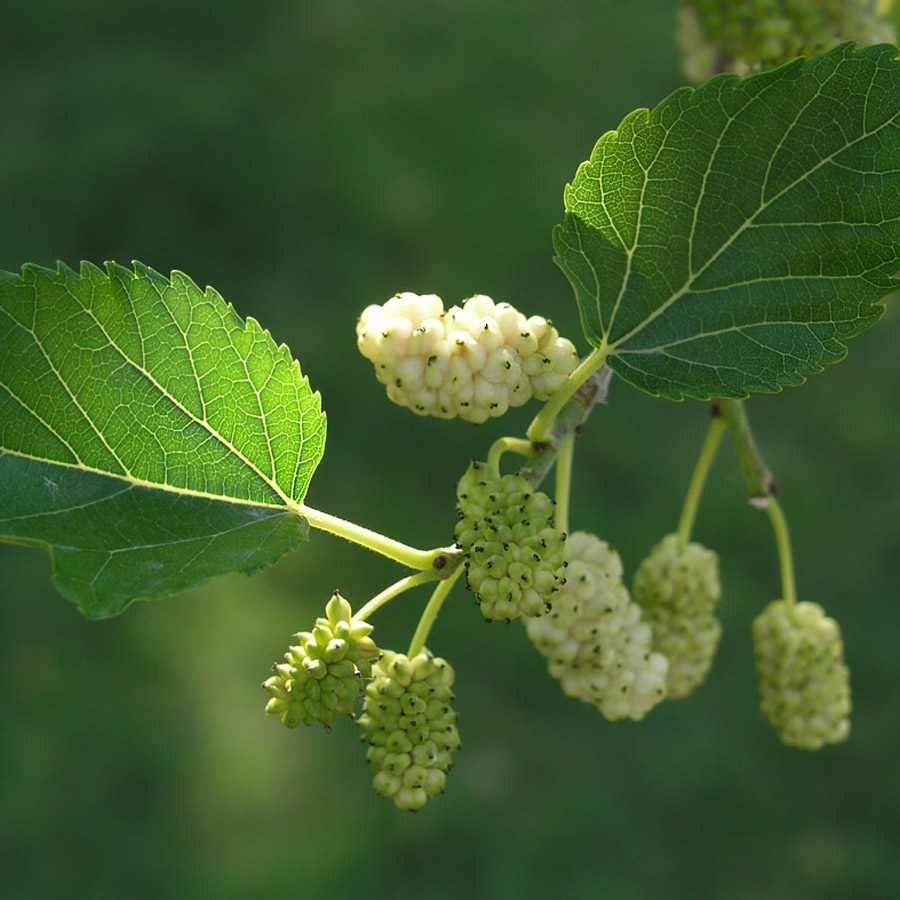 white mulberry morus alba
