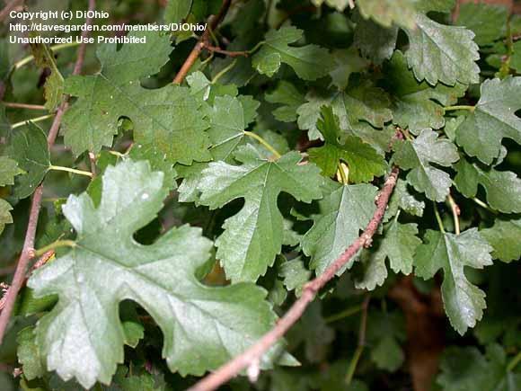 white mulberry morus alba