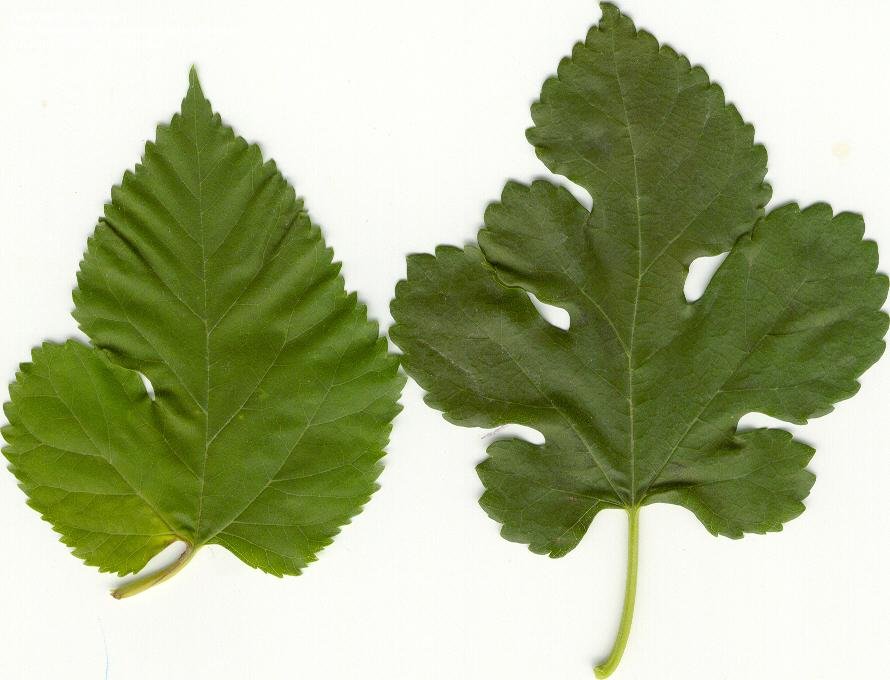 white mulberry morus alba