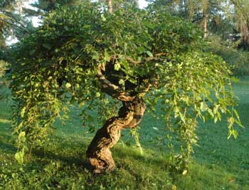 white mulberry morus alba