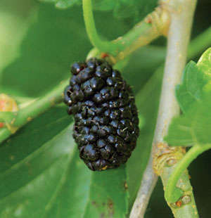white mulberry morus alba