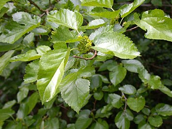 white mulberry morus alba