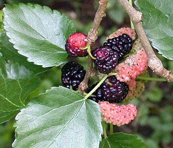 white mulberry morus alba