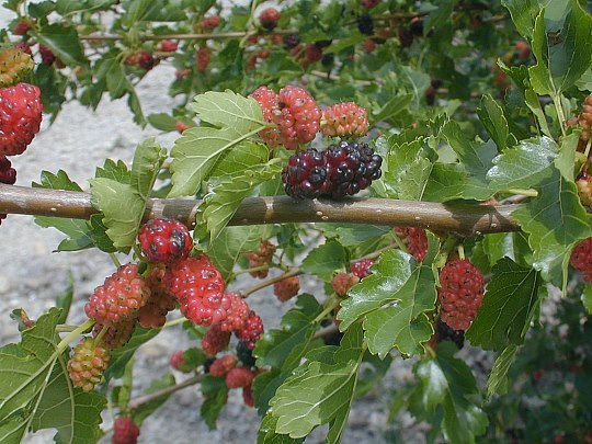 white mulberry morus alba