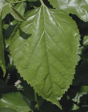 white mulberry morus alba