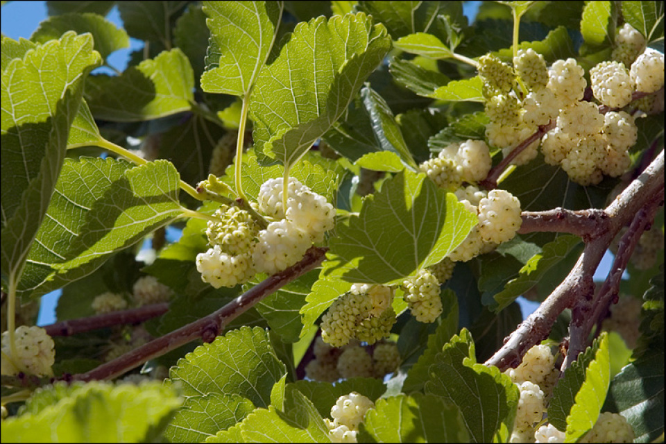 white mulberry morus alba