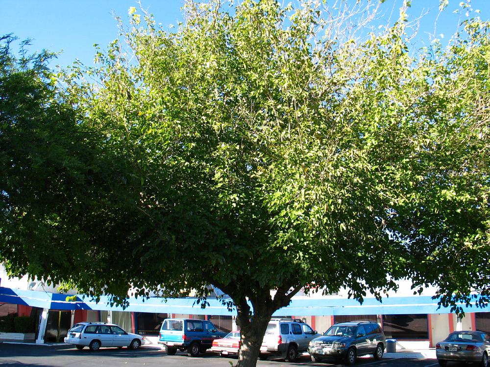 white mulberry morus alba