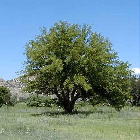 white mulberry morus alba