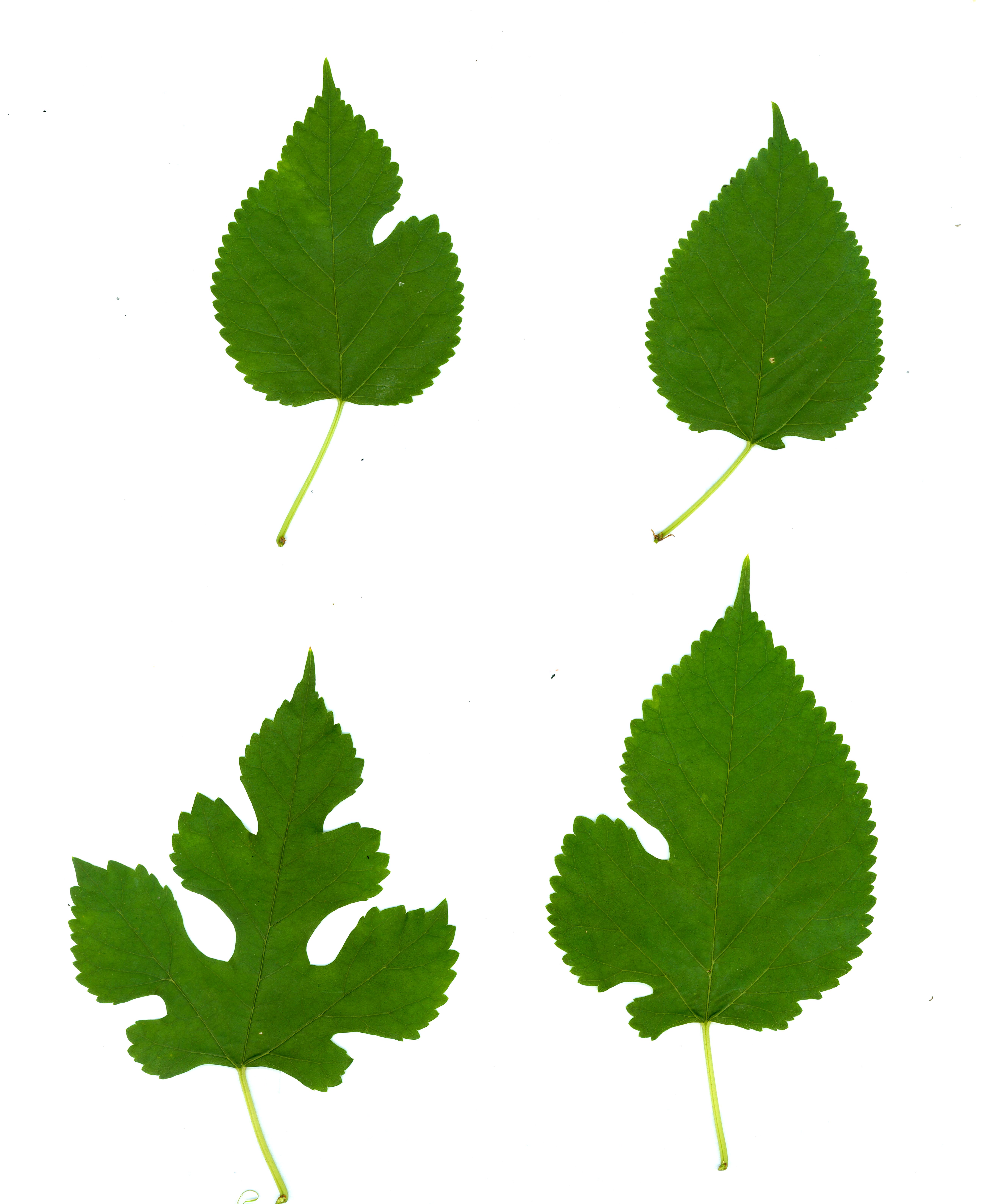 white mulberry morus alba