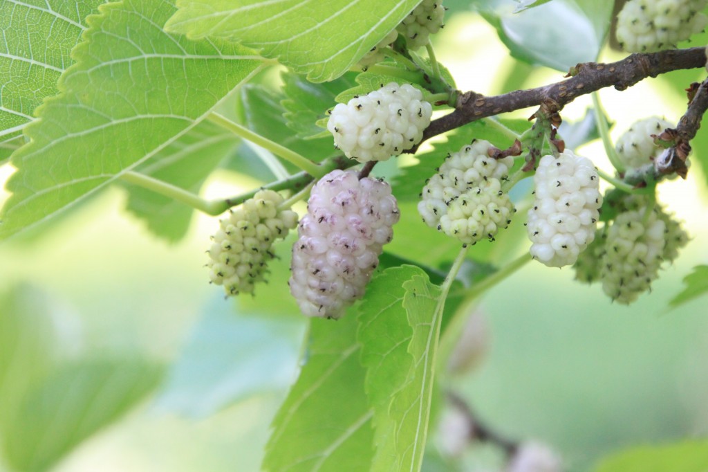 white mulberry morus alba