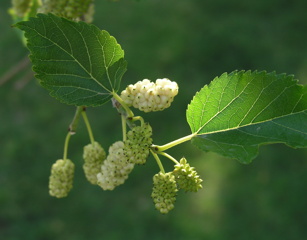 white mulberry morus alba