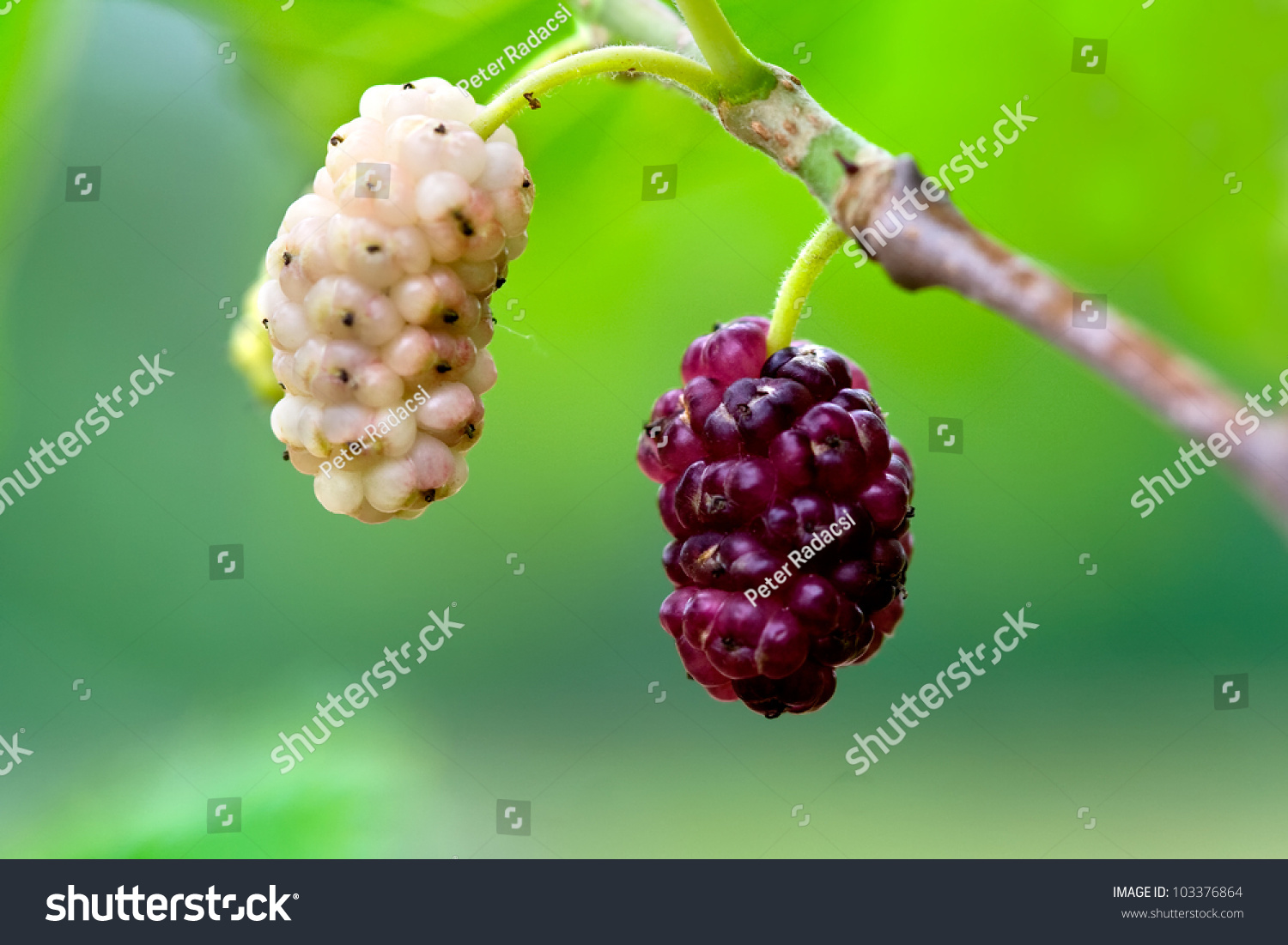 white mulberry morus alba
